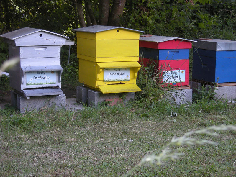 La ruche Stode Bopied